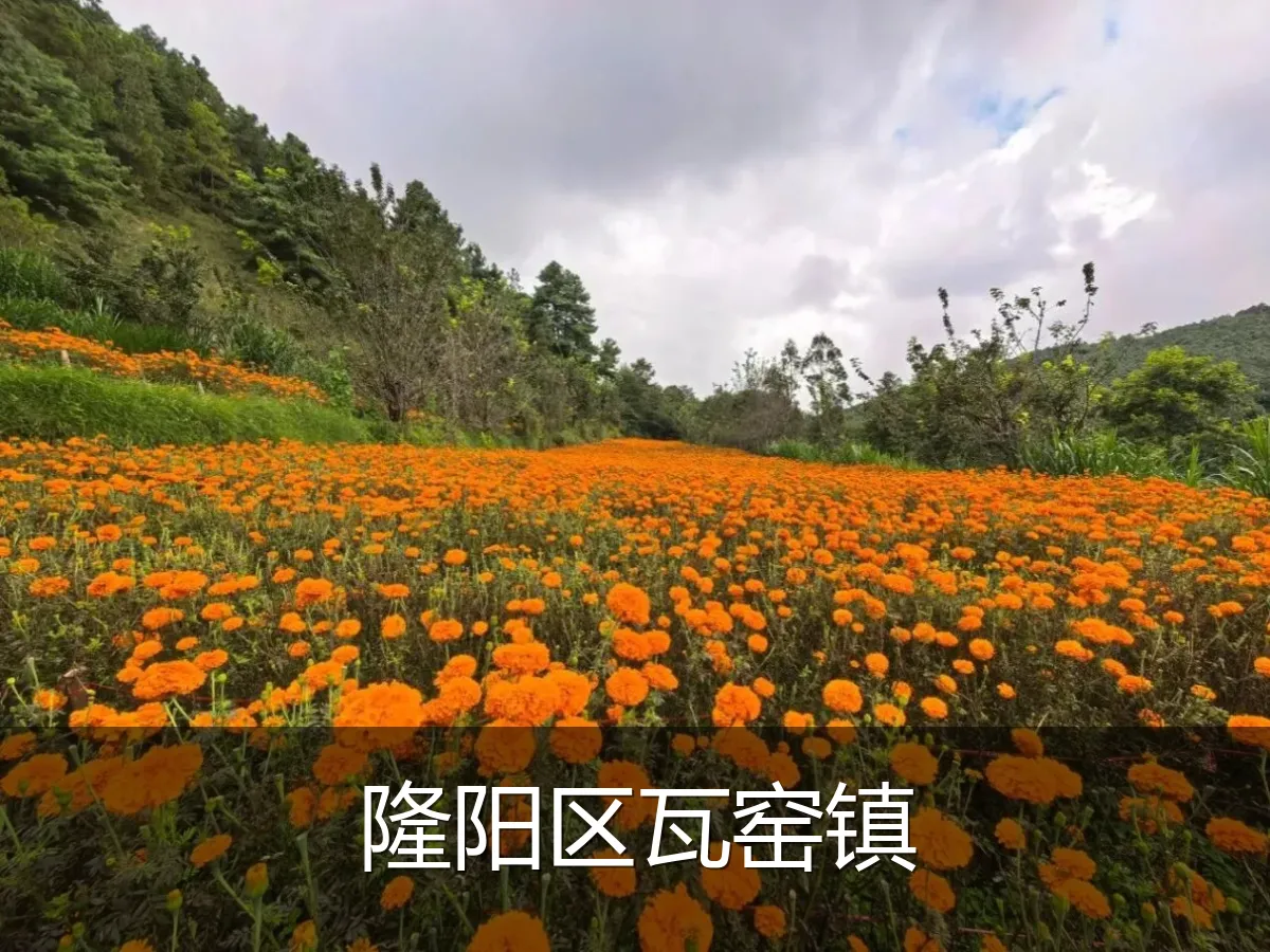 隆阳区瓦窑镇